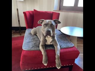 Maxx is very people friendly and loves to cuddle on the couch. He doesn’t require long walk when it’s hot outside.