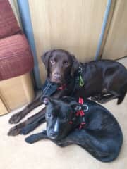 Samson (rescue chocolate lab) and Lenny (rescue cross Staffie and Whippet - we think!).   We sadly lost Sammy during 2020 but Lenny is still living with our daughter.
