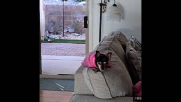 Cia resting on top of the living room sofa.