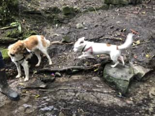 Pepi and Tayo