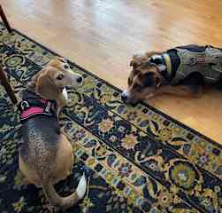 Maggie and Trooper hanging out after a walk. We all enjoyed the snow in Ithaca.