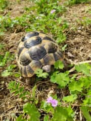 Greek tortoise, not free born