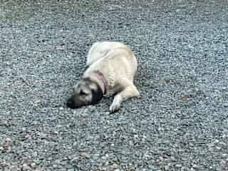 Sierra is a kangal. She is not yet 2 years old but, true to this breed, mellow and relaxed, especially during the day. She is free to roam where she wants out front during the day.