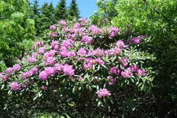 Rhodedendron blooms!