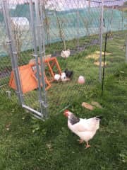 Currently we have 22 chickens and you will get plenty fresh eggs!