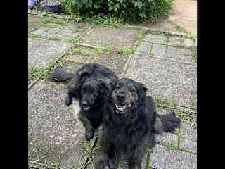 Loki & brother Thor.