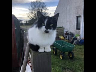 Minstrel loves to follow you around when your outside. She is a curious cat and likes to see all thats going on.