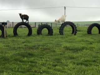 As you can see they make use of the tyre course we built.