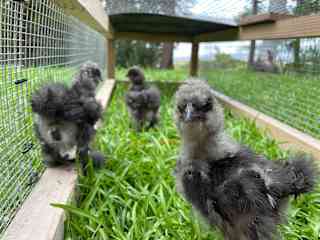 Three baby silkie pets