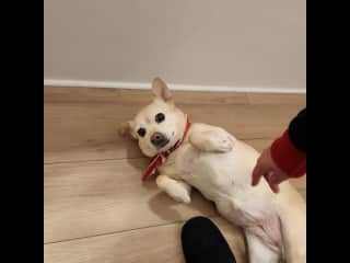 Mochi loves belly rubs!