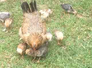 Our chickens who had babies