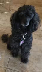 Leila, our beautiful mini poodle