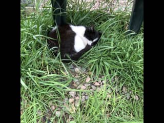 Minstrel was a farm  cat but has now become a house cat, She is still nervy at times, but will allow you to stroke her if she trusts you. She happily comes indoors now.