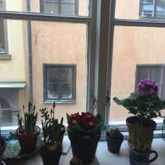 windowsill gardening