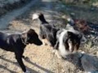 Tom likes to go out with his brother Stabilo but cannot be left loose as he goes to the neighbors’ dogs and threatens them.