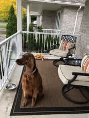 Ciara enjoys watching the neighbourhood after our walks. There are quite a few rabbits and squirrels roaming the area.