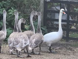 A visit from a mother swan and her five youngsters.