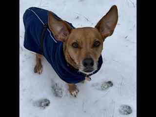 Sookie wears a stylish jacket when the weather is inclement.