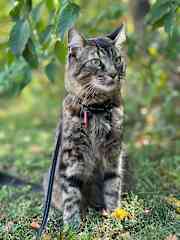 He loves being outdoors, but please keep him away from other pets and cars and always keep him on a leash in the backyard if you take him out.