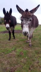 Meet Pat (grey) and Dalton (brown). The boys are very inquisitive and think about food a lot!