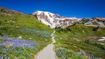 Mt. Rainier