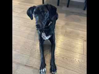 Minnie loves walks, and chasing lizards. A high energy dog but is well behaved.