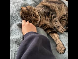 Aus house sit: Luna