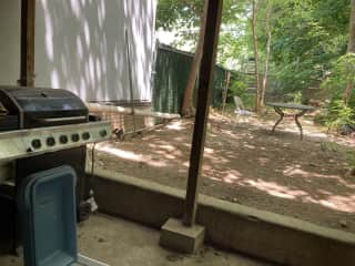 Backyard!