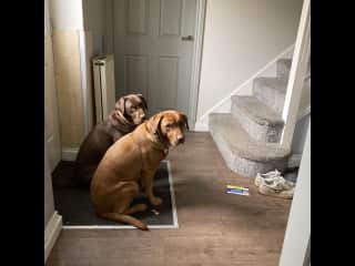 Waiting for walks