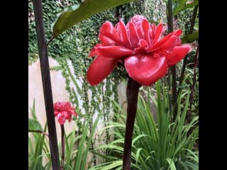 Torch ginger on property