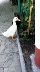 Patricio and Pollito enjoying the garden.