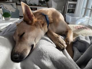 But when his frisbee has finally gone to sleep, he likes to cuddle next to you on the couch.