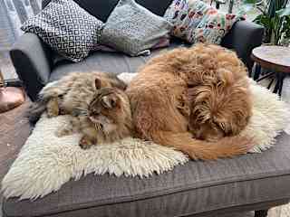Peter and Stephen are like brothers - they love each other and also love play fighting with each other.