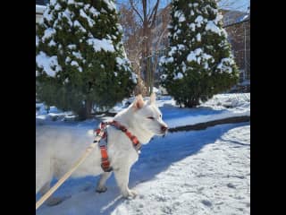 Aji always turns heads with his low-riding physique (likely corgi mix)