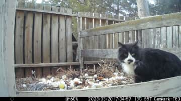 Bubby comes around often in stealth mode to eat.