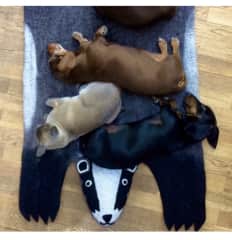 Pippi is the only chocolate filled dachshund we have, she’s very very small!