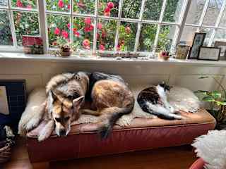 Tinka and Aksel like to buddy up at nap time