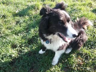 Ms 'J'enjoys fetching sticks