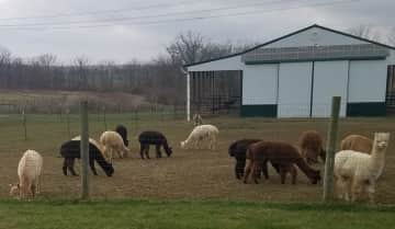 Girls grazing in front of our beautiful barn.  (View from our back deck)