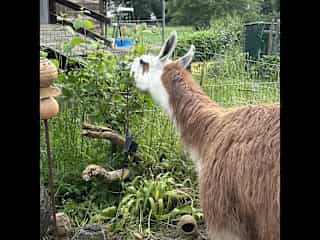 My Lama Felix