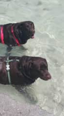 Latte and Leo taking a dip in the ocean.