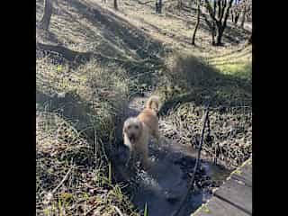 Hazel loves the creeks on our property!