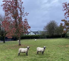 Happy sheep