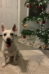 Christmas cuteness :)