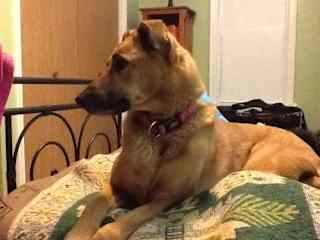 This is our ”sweet baby-girl” “Rosey,” who we lost at age 14. She was our first family dog and was the second mom to our young boys. She was a very active pup that took a lot of training but was always a kind and gentle pet.