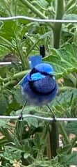 Bird life