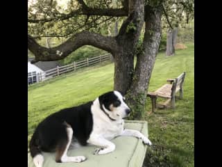 Maya relaxing in the backyard