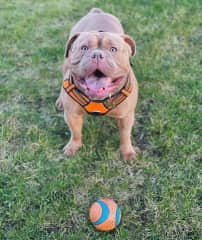 He’s also obsessed with balls! He could play fetch all day if you let him!