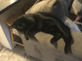 Merlin