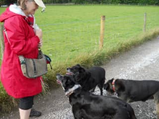 Mary with the Three Wonder Dogs near Manchester.